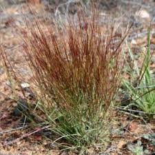 Image result for Aristida canescens
