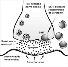 social anxiety, serotonin