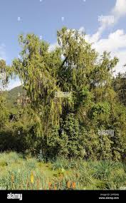Image result for Juniperus procera