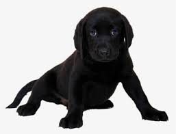 Black puppy black lab puppies english labrador puppies corgi puppies labrador quotes white labrador dog grooming business puppies for sale dog lovers. Free Labrador Clip Art With No Background Clipartkey