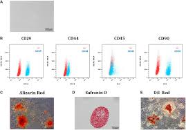 Zhengshan chen zhenhua yang zhenyi jin zhigang xie zhimin gu zhuting hu zi yun ng Frontiers Nesfatin 1 Promotes The Osteogenic Differentiation Of Tendon Derived Stem Cells And The Pathogenesis Of Heterotopic Ossification In Rat Tendons Via The Mtor Pathway Cell And Developmental Biology