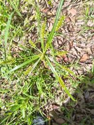 Image result for Cyperus cyperoides