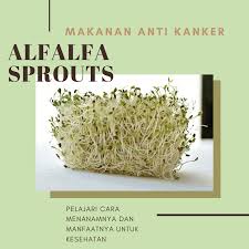 Ok.kita tengok satu2 cam mana cara makan yang betul. Makanan Anti Kanker Alfalfa Sprouts Oleh Oleh Khas Jakarta