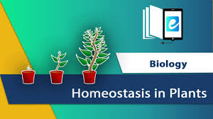 Homeostasis In Plants Youtube