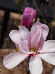 In early spring, clusters of magenta blossoms cover bare stems, sometimes growing right from the trunk itself. Magnolia X Loebneri Leonard Messel Leonard Messel Magnolia Deciduous Flowering Tree Full Sun To Part Shade 20 Year Size Flowering Trees Spring Blooms Flowers