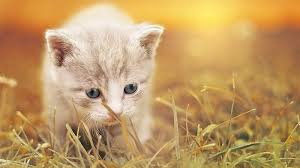 See actions taken by the people who manage and post content. Dreams About Kittens Meaning And Interpretation