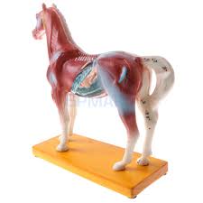 Us 23 78 29 Off 114 Acupuncture Points Horse Anatomical Model School Teaching Tool Lab Supplies Student Children Learning Toy In Model Building Kits