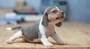 Small Dog Rescue and Adoption- Adopt a Small Dog Near You