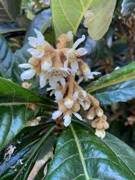 Image result for Eriobotrya japonica