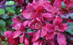 Consider planting a crab apple tree. Malus Pumila Royalty Crab Apple Trees For Sale