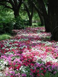 So Simple So Pretty I Think It Could Work In Houston Beautiful Gardens Beautiful Flowers Flower Garden
