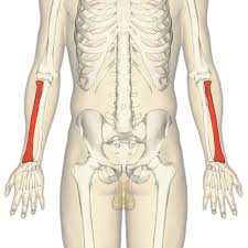 It can be divided into the upper arm, which extends from the shoulder to the elbow. Radius Bone Wikipedia