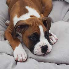 meet caymus theboxer dogsofinstagram dog love tagsforlikes cats tagforlikes instagood dog photoshoot boxer dog dogs