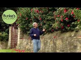 A camellia will flower over a period of four to six weeks. Burke S Backyard Camellia Japonica Hedge Youtube