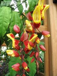 Image result for Thunbergia mysorensis
