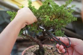 Leur fréquence et le mélange terreux varient selon l'espèce et l'âge de l'arbre. Entretien Du Bonsai Comment En Prendre Soin La Pause Jardin