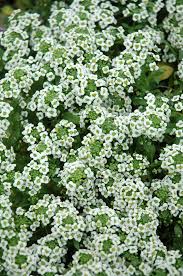 Pin On Garden