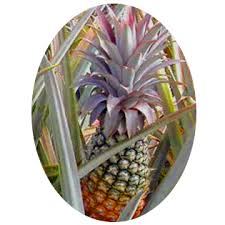 We weren't surprised that pineapple grew. Claremont Farms Antigua Growing The Finest Fruits