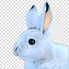 Arctic hare clipart free download! Arctic Hare Transparent Background Png Cliparts Free Download Hiclipart