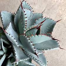 Image result for Pavetta pygmaea