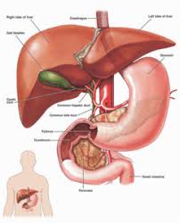 The pancreas serves two roles. Why Detox Your Liver Pancreas Oasis Therapy Massage Bodywork Glendale Az