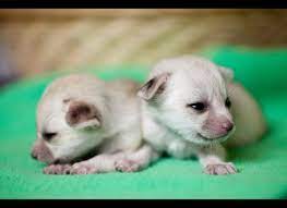 Newborn Foxes Fennec Fox Animals Baby Animals