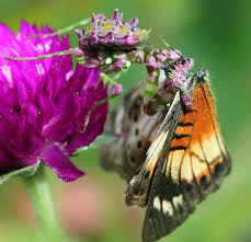 Maybe you would like to learn more about one of these? Immature Spiny Flower Mantis Eats Brush Footed Butterfly What S That Bug