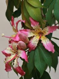 This tree is often planted in the southern us as a street tree for its display of spectacular deep pink flowers. Kapok Tree Or Silk Cotton Tree In Bloomceiba Pentandra C Laura Quick The Kapok Tree Is Found Throughout The Neotropics Beautiful Flowers Flowers Nature Flowers