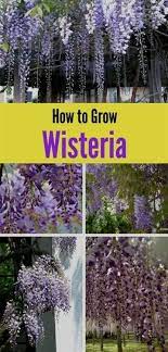 Gardening Books Amazon Tuliox Plantas Vs Zombies Garden Warfare 518 Plastic Edging Strips For Garden Ju Wisteria How To Grow Flowering Vines Garden Vines