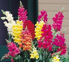 Pin On Language Of Flowers