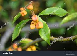 Image result for Myrianthus