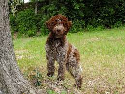 A premier breeder of lagotto romagnolo, italian water dog. Lagotto Romagnolo The Amazing Dog From Italy Blossom Puppies