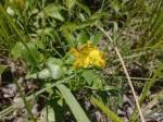 Image result for Crotalaria serpentinicola