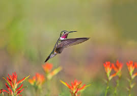 If one comes to your garden or hummingbird feeder, it'll relentlessly attack and scare away other types of hummingbirds, even the larger ones. Dick Orleans Rocky Mountain Hummingbirds