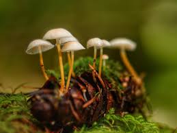 Image result for Strobilurus conigenoides