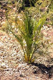 Image result for Macrozamia johnsonii