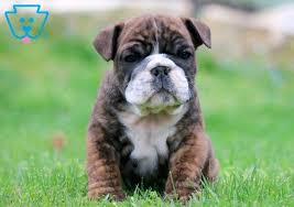 Baby English Bulldog Puppy For Sale Keystone Puppies