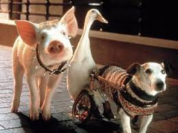 Protected Blog Log In Pig Movies Baby Pigs Otters Cute