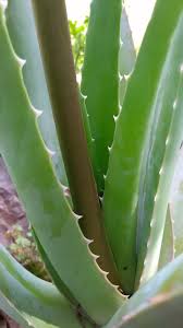 Aloe Vera La Plante Aux 1000 Vertus Mon Aloe Vera Blog Aloes Aloe Vera Feuilles De Plantes