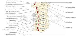 The lumbar region of the spine, more commonly known as the lower back, is situated between the thoracic, or chest, region of the spine, and the sacrum. Anatomy Of The Spine And Back