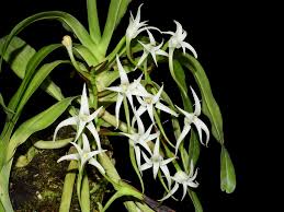 Image result for Cyrtorchis arcuata
