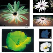 Delivery to 93063, 93065 and surrounding areas. Pdf Green Fluorescent Flowers