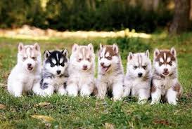 Entre ellas, destacan la biblioteca del estado, en juneau , y la biblioteca rasmusson, en fairbanks. Perros Alaska Bebes Ojos Azules Novocom Top