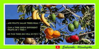 The amazing fruit salad tree is a perennial tree which allows you to grow five fruits at once. Fruit Salad Tree Potted Fruit Salad Tree Different Fruits On The Same Tree How To Grow How To Prune Video Dailymotion
