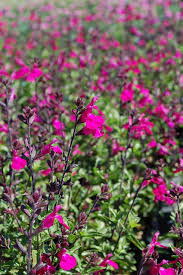 Image result for Sebaea microphylla