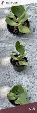 Kalanchoe Marmorata Spotted Kalanchoe Live Plant In 2020 Live Plants Plants Yellow Leaves