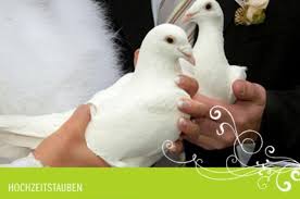 Weisse Tauben Gelten Seit Altersher Als Symbol Fur Treue Frieden Und Gluck Br Br Ich Biete Weisse Tauben Hoc Tauben Hochzeit Hochzeitstauben Hochzeit