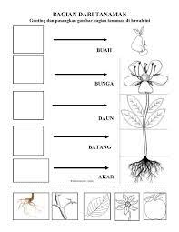 Bunga kenop sejatinya bukan bunga asli indonesia, bunga ini berasal dari amerika dan asia. I M Happy Now In Paud Lks Lembar Kerja Siswa Tema Tanaman 2015 Plants 2015 Theme Worksheet
