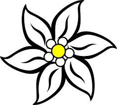Pin On Edelweiss