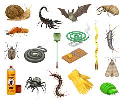 Silverfish consume carbohydrates and sugars as their main diet and the cellulose in wood and paper serve as nutrition for them. Pest Insects Bugs And Animals Cartoon Set Of Pest Control Vector Royalty Free Cliparts Vectors And Stock Illustration Image 152695572